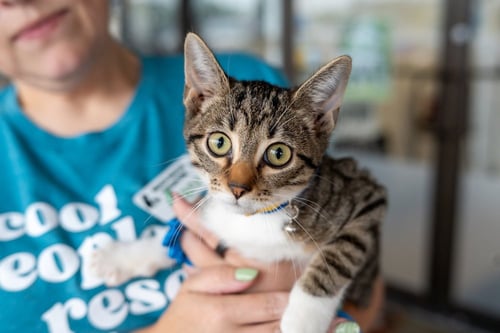 MINNOW - Domestic Short Hair available for adoption