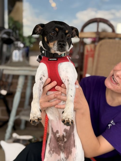 ABSOLUTELY FOREVER WAKANDA - Rat Terrier / Chihuahua available for adoption