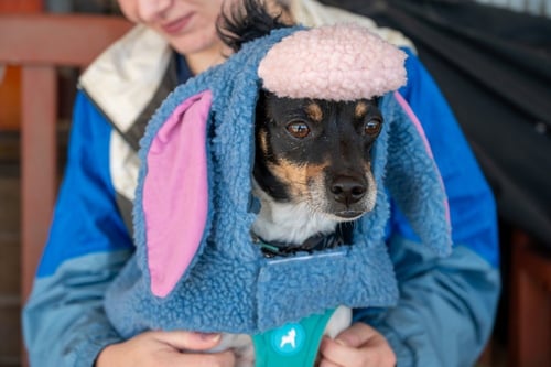 ABSOLUTELY FOREVER WAKANDA - Rat Terrier / Chihuahua available for adoption