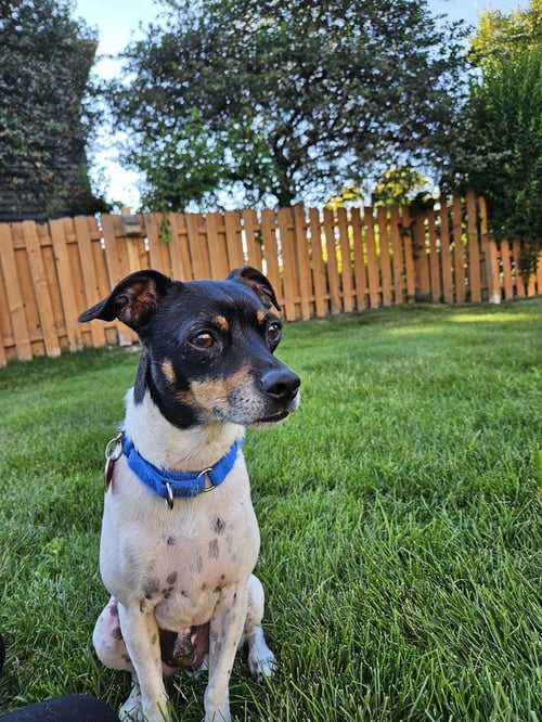 ABSOLUTELY FOREVER WAKANDA - Rat Terrier / Chihuahua available for adoption