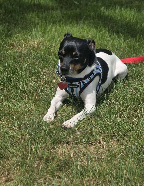 ABSOLUTELY FOREVER WAKANDA - Rat Terrier / Chihuahua available for adoption