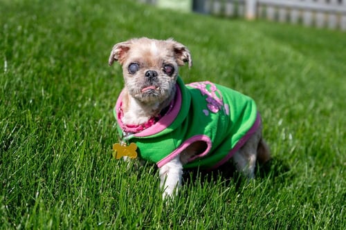 TILLEY - Shih Tzu available for adoption