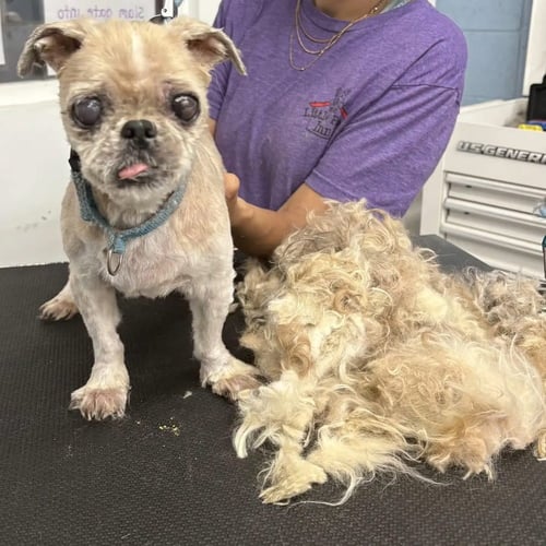 TILLEY - Shih Tzu available for adoption
