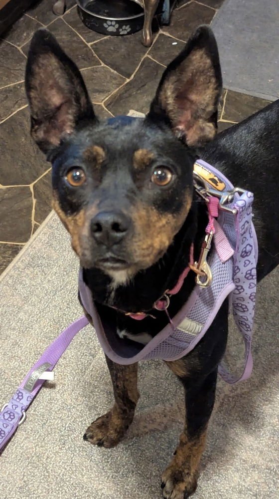 PEONY - German Pinscher available for adoption