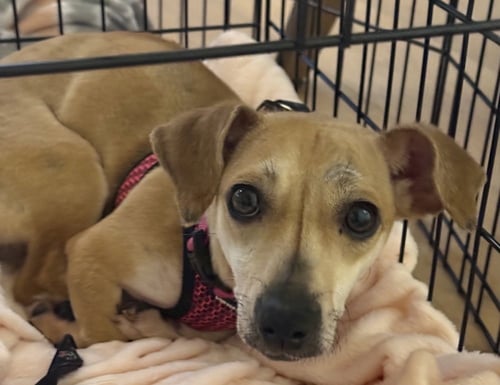 BISCOFF - Dachshund available for adoption