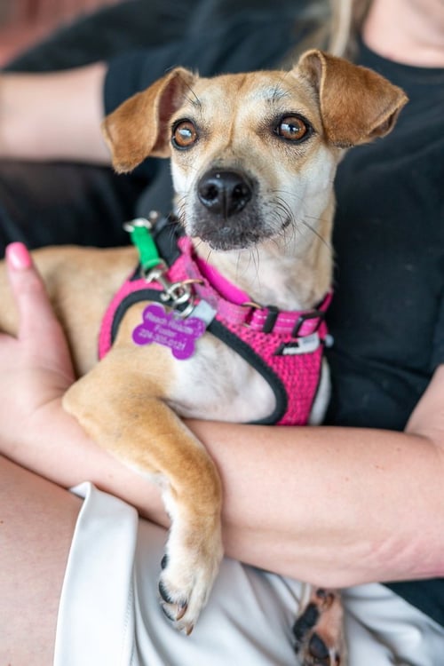 BISCOFF - Dachshund available for adoption