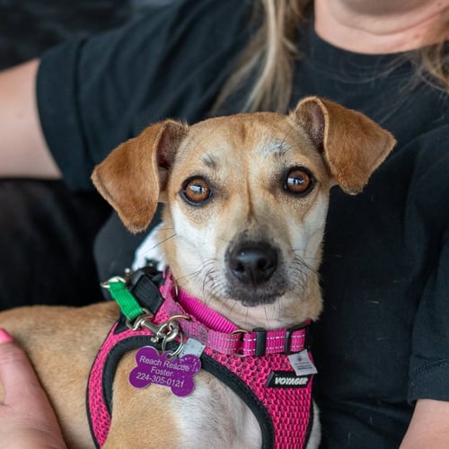 BISCOFF - Dachshund for adoption in Kenosha