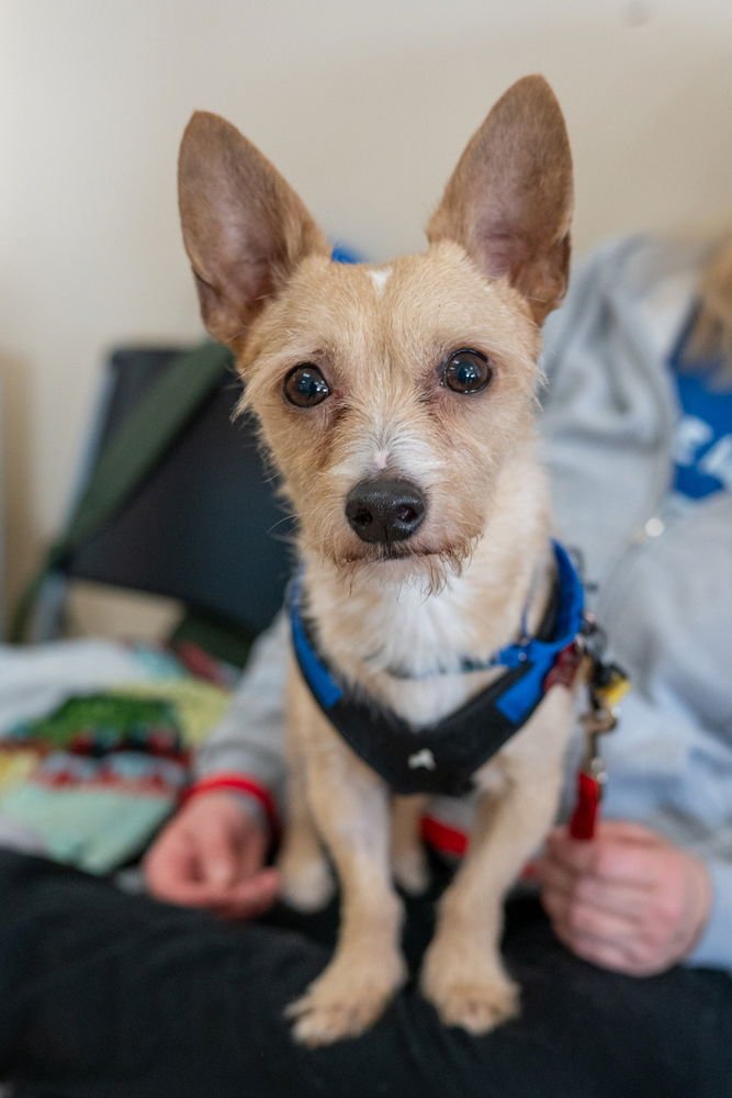 MOWGLI - Chihuahua available for adoption