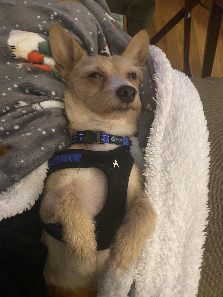 MOWGLI - Chihuahua available for adoption