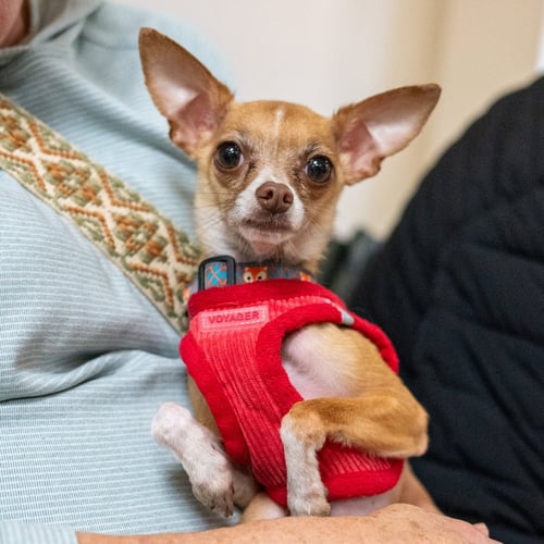FRESNO - Chihuahua available for adoption