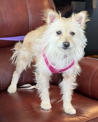 Sweetie Pie - Photo 4