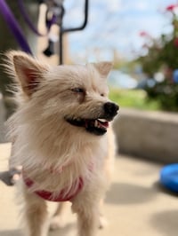 Sweetie Pie - Photo 2