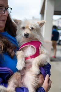 Sweetie Pie - Photo 1