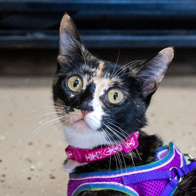 Dalila Image