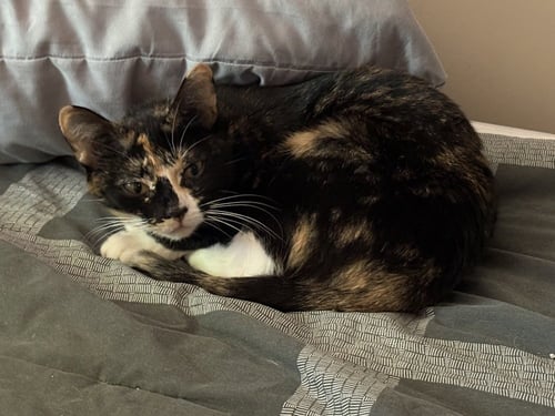 DALILA - Domestic Short Hair available for adoption