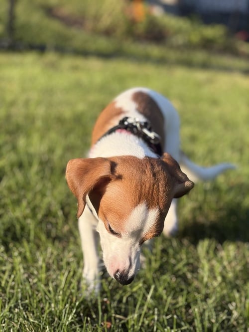 CAYENNE - Terrier / Beagle available for adoption