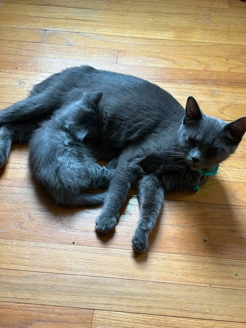 DUMPLING SQUASH - Chartreux available for adoption