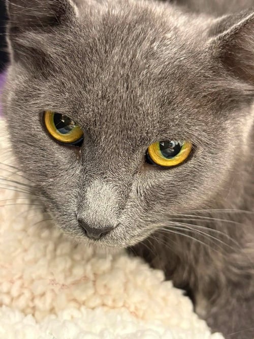 DUMPLING SQUASH - Chartreux available for adoption