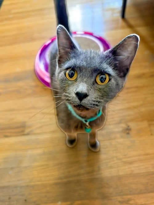 DUMPLING SQUASH - Chartreux available for adoption