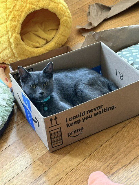 DUMPLING SQUASH - Chartreux available for adoption