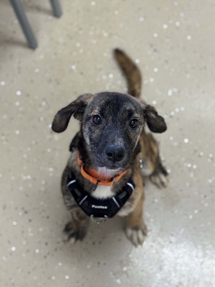 BOBBLE - Feist available for adoption