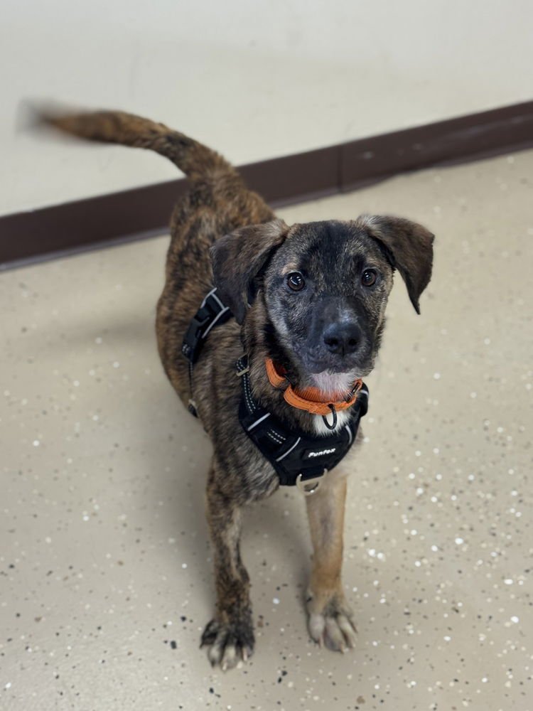 BOBBLE - Feist available for adoption