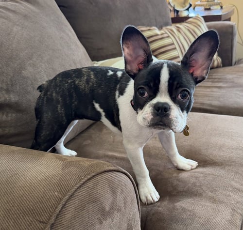 CAKE POP - French Bulldog / Boston Terrier available for adoption