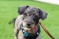Ralphie - Photo 1