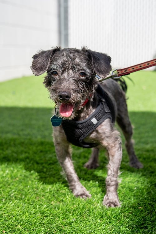 RALPHIE - Schnauzer / Poodle (Miniature) available for adoption