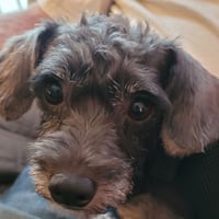 Ralphie - Photo 4