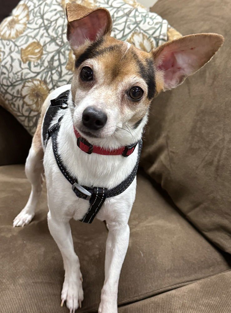 REED - Chihuahua available for adoption