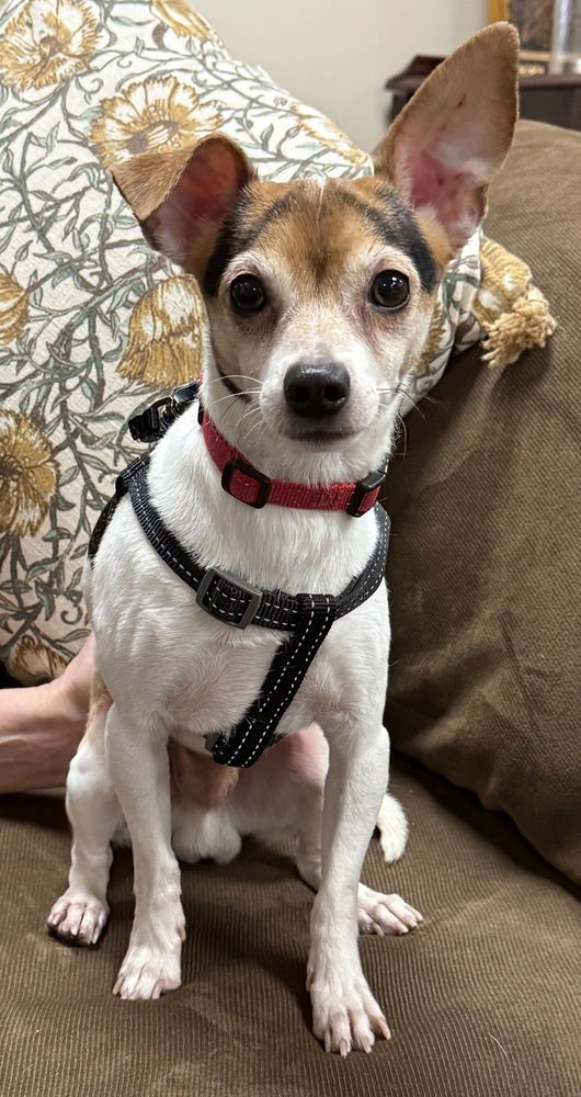 REED - Chihuahua available for adoption