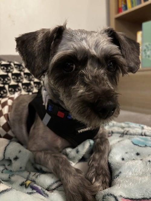 DORIAN GRAY - Schnauzer / Poodle (Standard) available for adoption