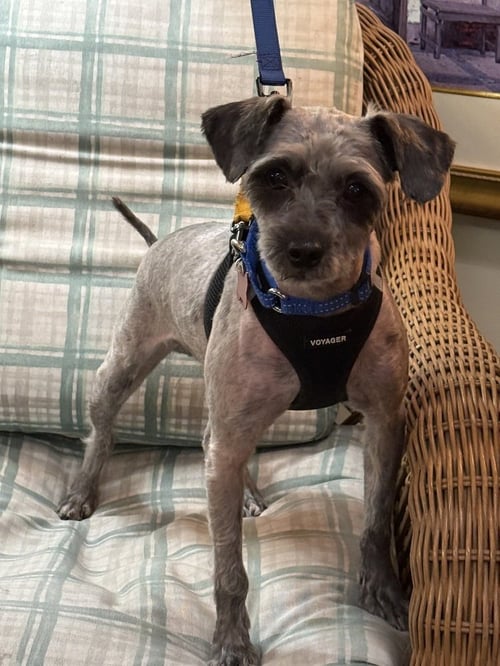 DORIAN GRAY - Schnauzer / Poodle (Standard) available for adoption