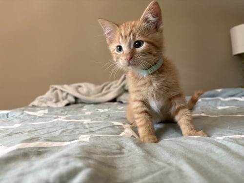 FALL OUT BOY - Domestic Short Hair available for adoption