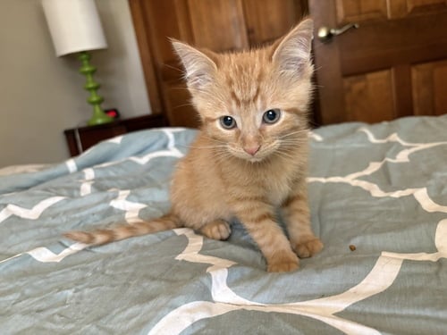 FALL OUT BOY - Domestic Short Hair available for adoption