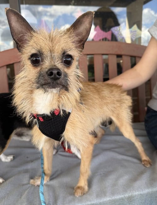 STUART LITTLE - Chihuahua / Yorkshire Terrier Yorkie available for adoption