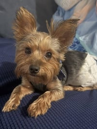 Bentley  Boy - Photo 3