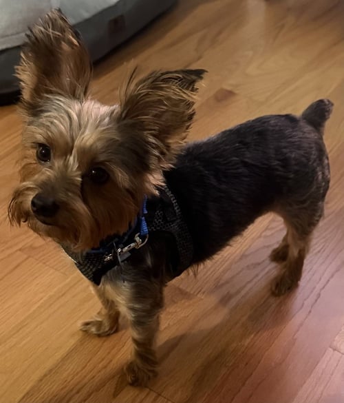 BENTLEY  BOY - Yorkshire Terrier Yorkie available for adoption