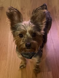 Bentley  Boy - Photo 2