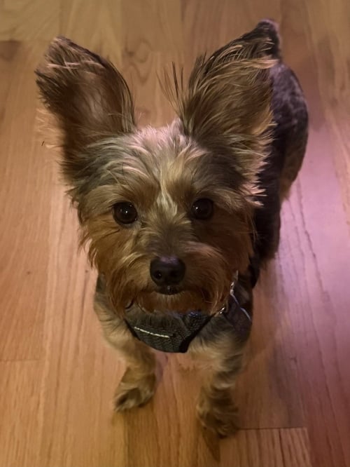 BENTLEY  BOY - Yorkshire Terrier Yorkie available for adoption