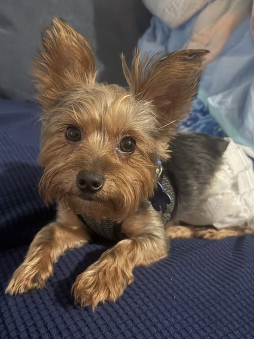 BENTLEY  BOY - Yorkshire Terrier Yorkie available for adoption