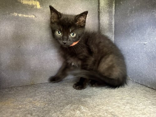 HOOBASTANK - Domestic Short Hair available for adoption