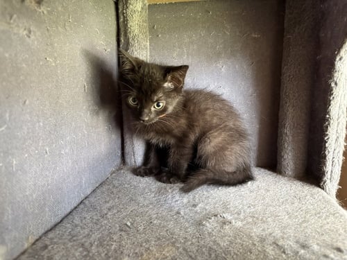 HOOBASTANK - Domestic Short Hair available for adoption