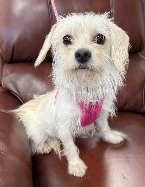CAROLINA - Maltese / Terrier available for adoption