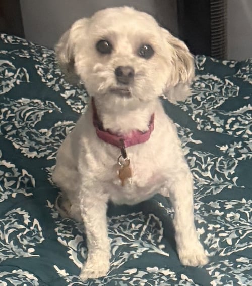 MACY - Maltese / Bichon Frise available for adoption