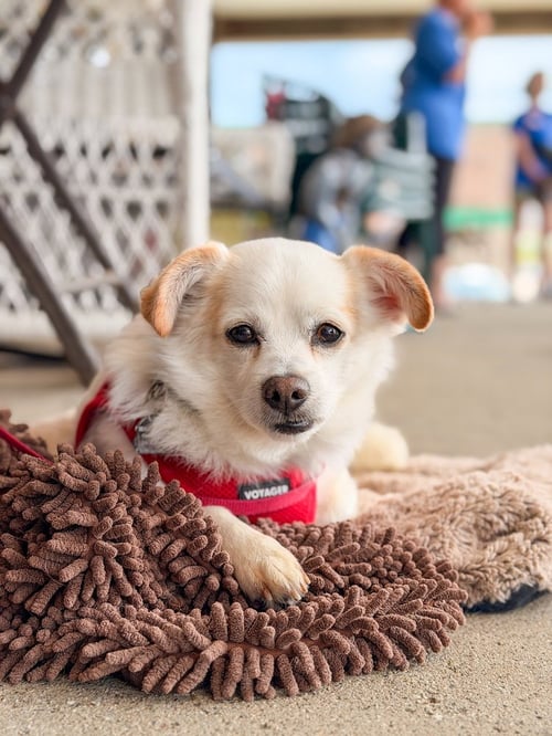 TUFF - Chihuahua available for adoption
