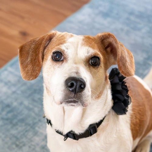 BEA - Beagle available for adoption