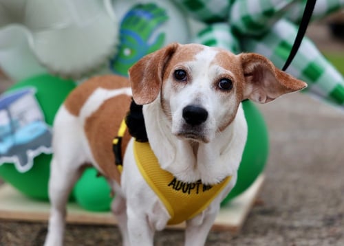 BEA - Beagle available for adoption