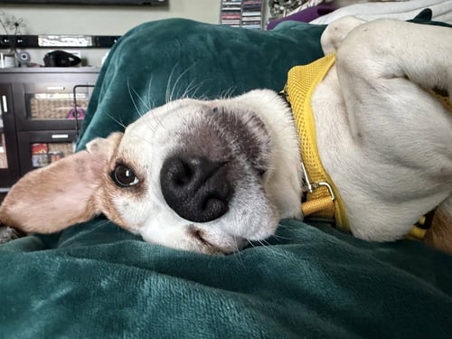 BEA - Beagle available for adoption